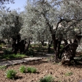 Pèlerinage en Terre Sainte - 3/10 Mars 2020